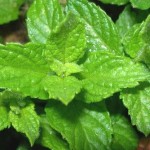 menta