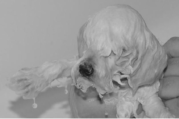 shampoo-cani