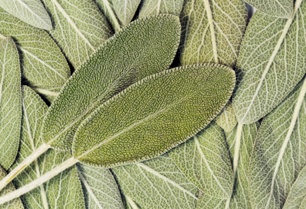 proprietà benefiche salvia