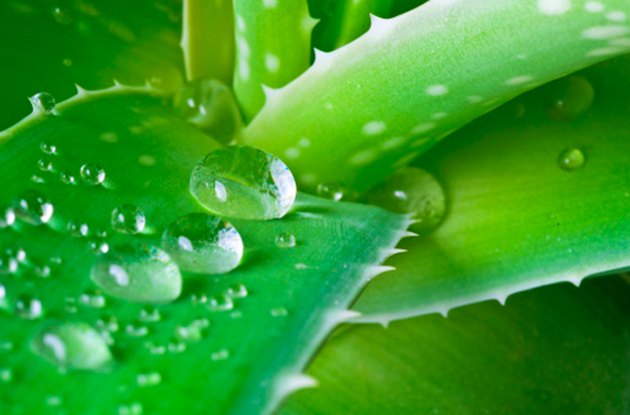 aloe contro psoriasi