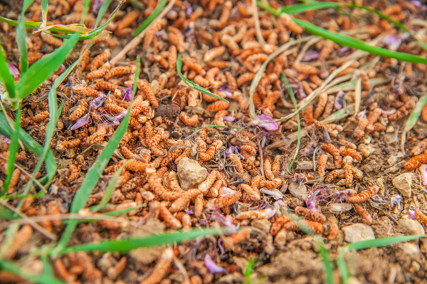 fare compost