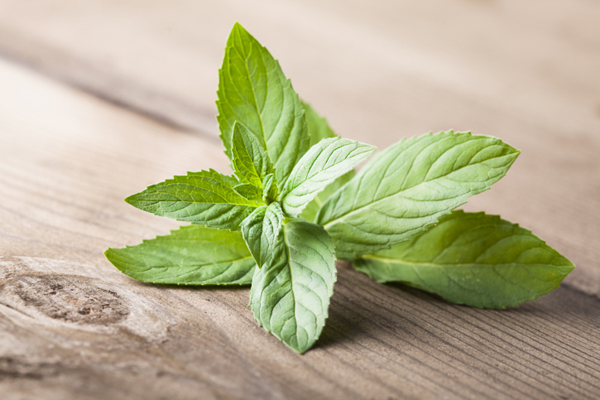 proprietà menta