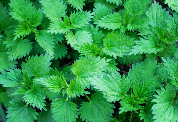 Rimedi naturali economici contro la rinite allergica