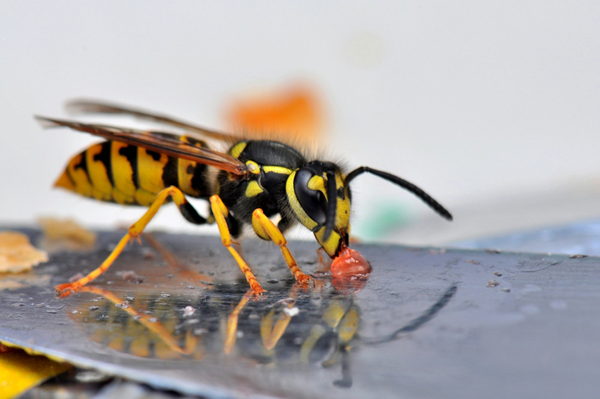 rimedi naturali puntura vespa