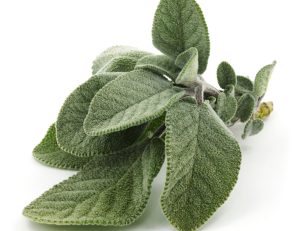 infuso salvia