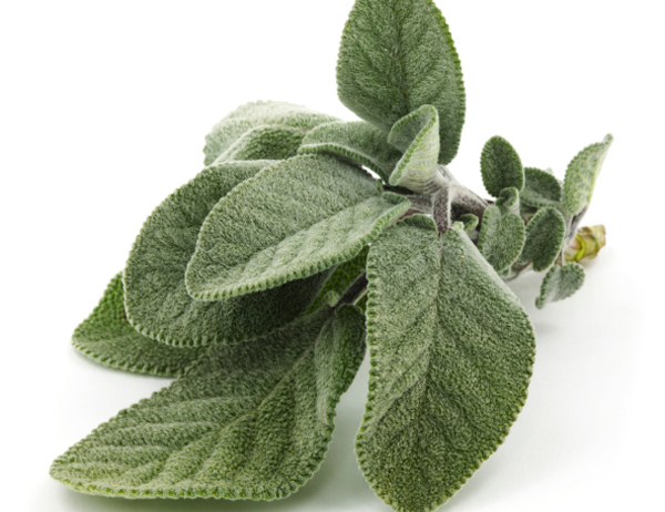 infuso salvia